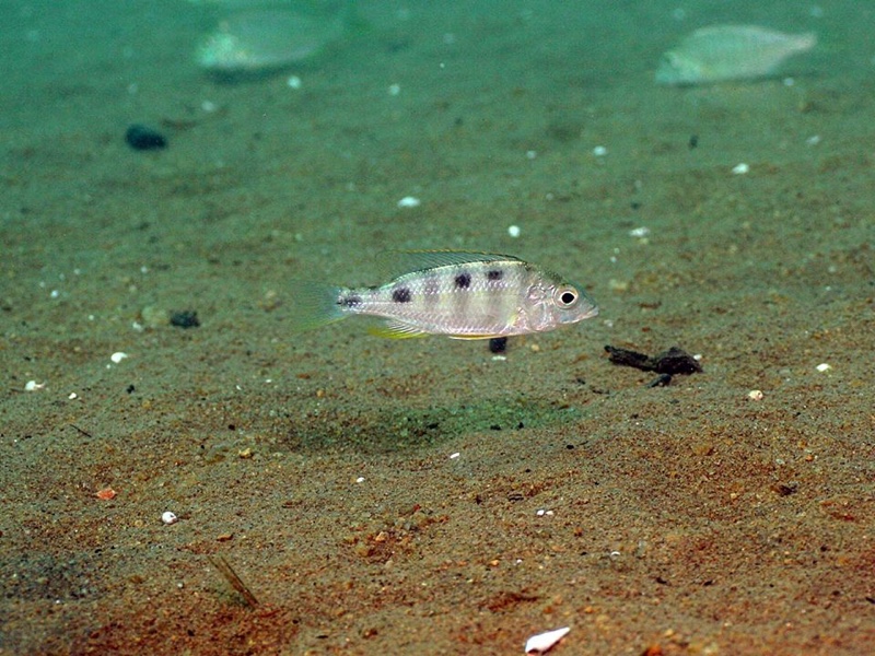 Mylochromis ericotaenia 'Malope'